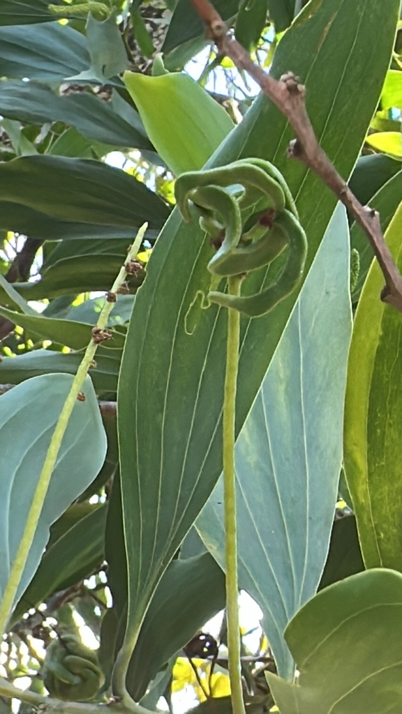 Big-leaved Acacia (Acacia mangium)