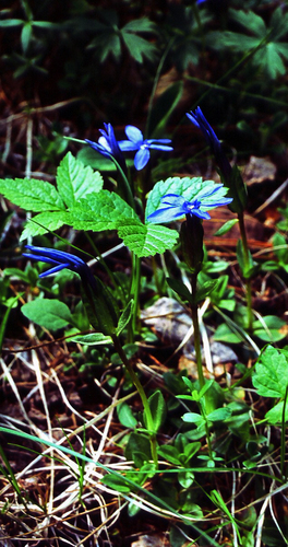 Gentiana uniflora, photograph 2