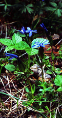 Gentiana uniflora, photograph (c) Oleg Kosterin, some rights reserved (CC BY)