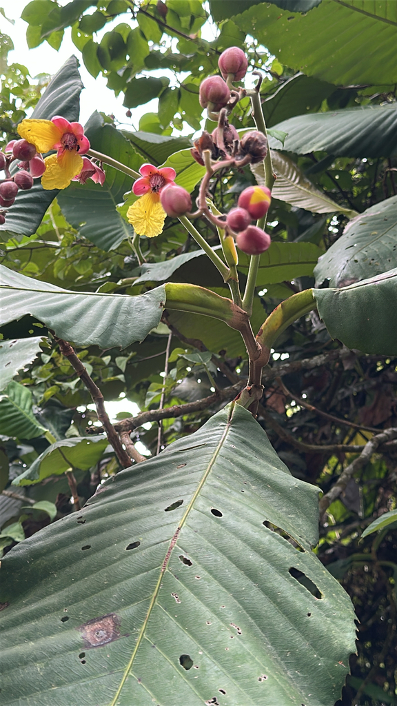 Shrubby dillenia (Dillenia suffruticosa)