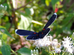Melanis cephise