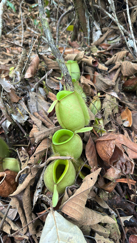 Nepenthes ampullaria