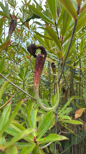 Nepenthes rafflesiana