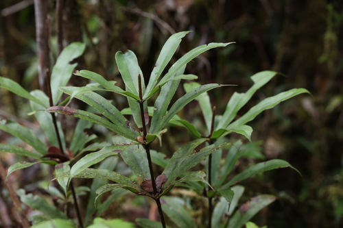 Oleandra neriiformis observed 2026-01-24