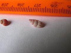 Buccinidae