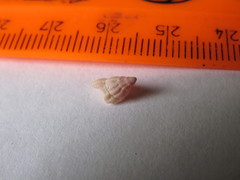 Buccinidae