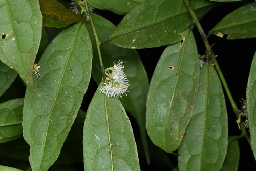 Symplocos adenophylla observed 2025-11-11