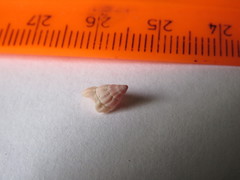 Buccinidae