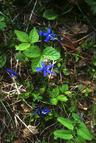 Gentiana uniflora, photograph 6