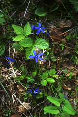 Gentiana uniflora, photograph (c) Oleg Kosterin, some rights reserved (CC BY)