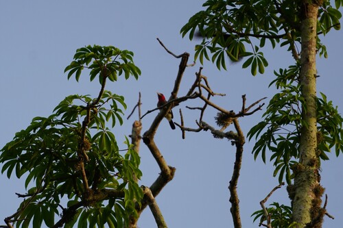 iNaturalist image