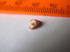 Buccinidae