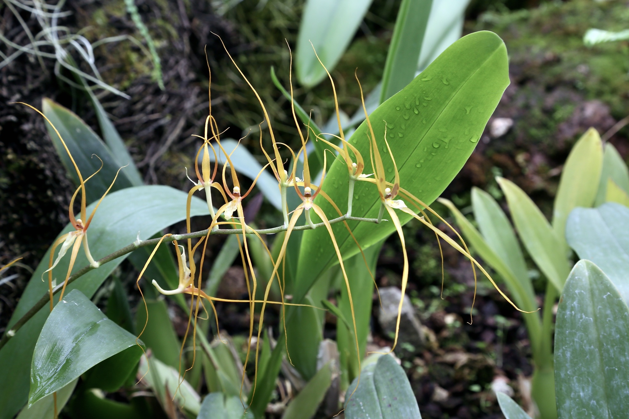Brassia jipijapensis Dodson & N.H.Williams