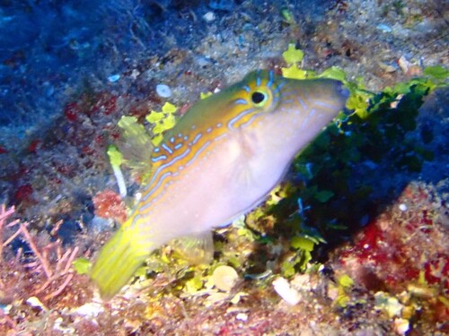 Canthigaster epilampra observed 2026-01-31