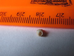 Buccinidae