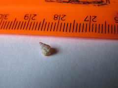Buccinidae