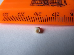 Buccinidae