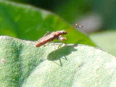 Neopamera albocincta