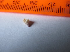 Buccinidae