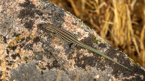 Guadarrama Wall Lizard
