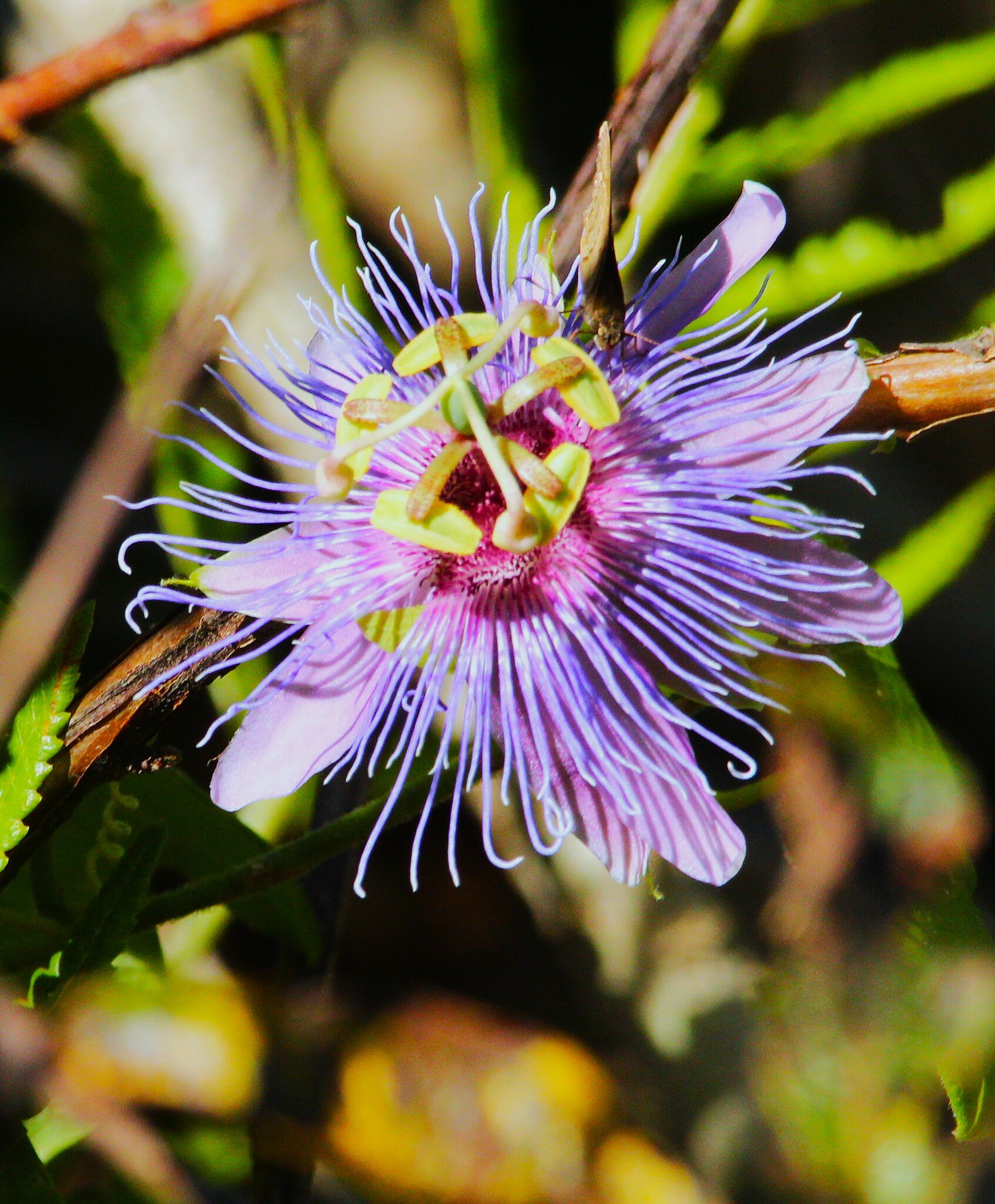 Passiflora gardneri