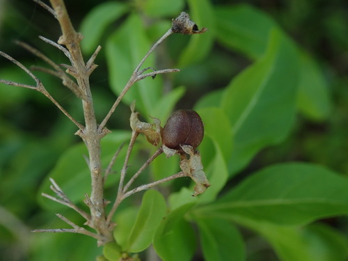 Image of Volkameria aculeata by (c) Daniel Cahen, some rights reserved (CC BY)