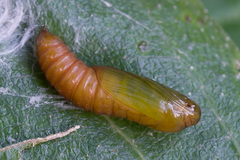 Acleris laterana