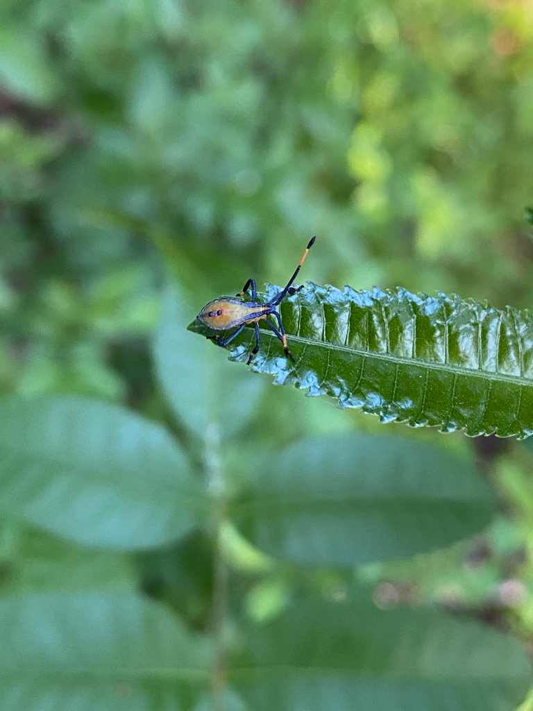 Clob Insect Clown Bug from Mitchell Fwy, Wembley, WA, AU on January 31, 2026 at 06: ...