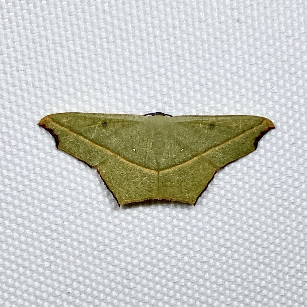 Asian Cross-lined Wave Moth