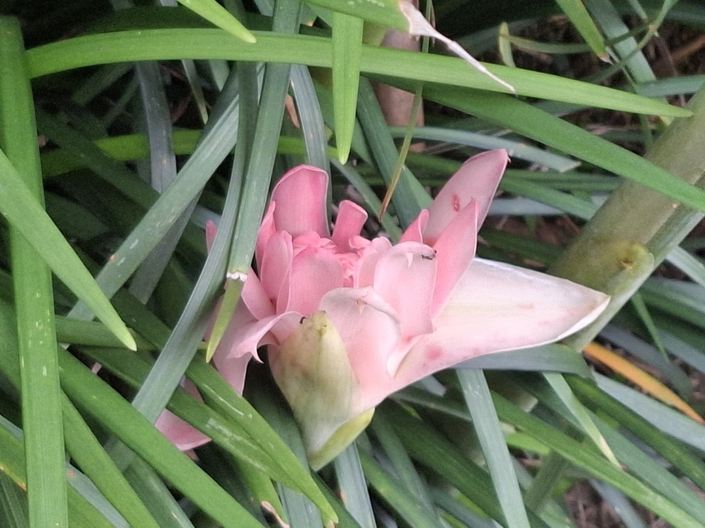Kecombrang (Etlingera elatior)