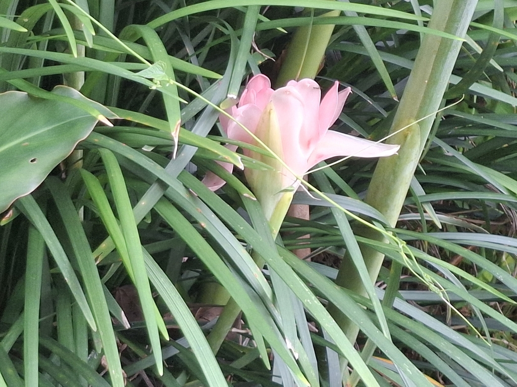 Philippine waxflower (Etlingera elatior)