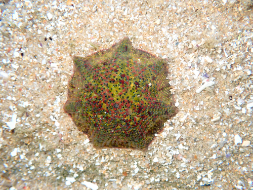 Dwarf Cushion Star, Bateau Bay Beach, NSW, Australia, photo 10 of 10
