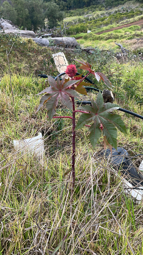 Ricinus communis observed 2026-01-30