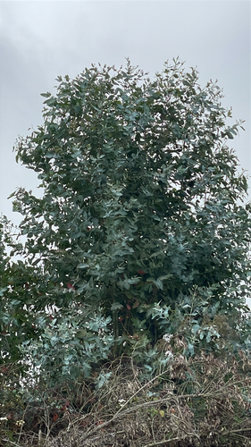 Eucalyptus globulus observed 2026-01-30
