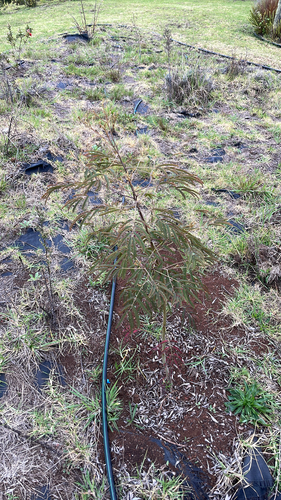 Acacia koa observed 2026-01-30