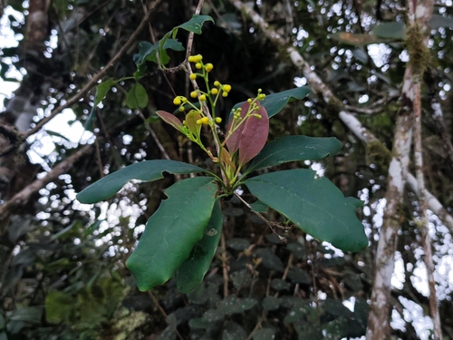 Berberis beauverdiana