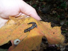 Acer skutchii