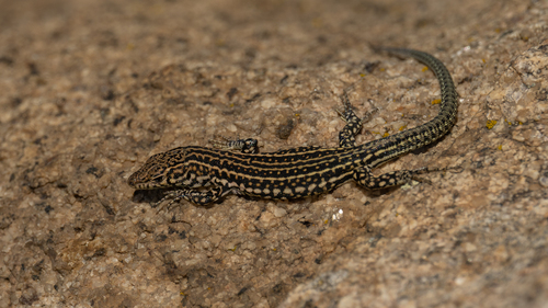 Guadarrama Wall Lizard