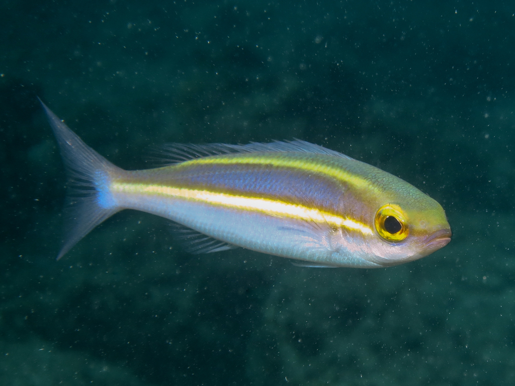 Yellow-Striped Whiptail