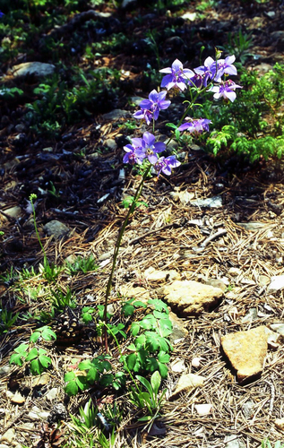 Aquilegia parviflora, photograph 2