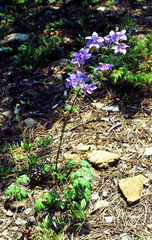 Aquilegia parviflora, photograph (c) Oleg Kosterin, some rights reserved (CC BY)