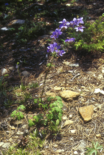 Aquilegia parviflora, photograph 6