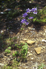 Aquilegia parviflora, photograph (c) Oleg Kosterin, some rights reserved (CC BY)