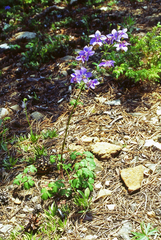 Aquilegia parviflora, photograph (c) Oleg Kosterin, some rights reserved (CC BY)