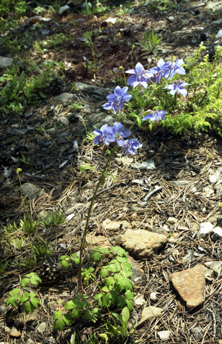 Aquilegia parviflora, photograph 1