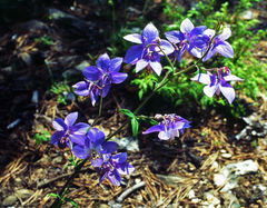 Aquilegia parviflora, photograph (c) Oleg Kosterin, some rights reserved (CC BY)