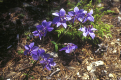 Aquilegia parviflora, photograph (c) Oleg Kosterin, some rights reserved (CC BY)