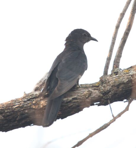 iNaturalist image
