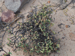 Psammotropha quadrangularis