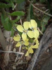 Enarthrocarpus arcuatus